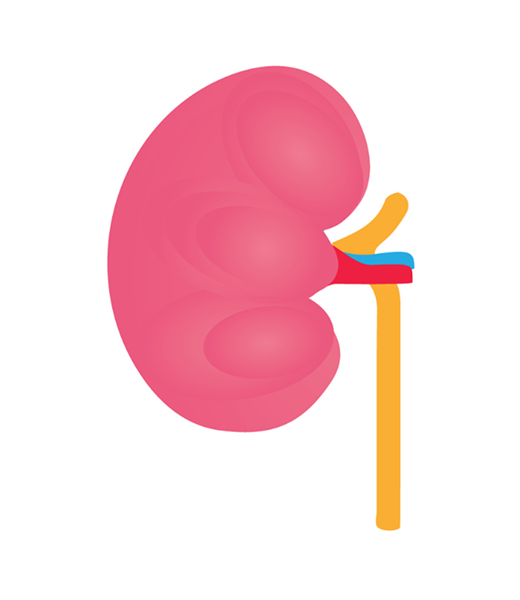 Kidney Normal Stage Image Kidney Normal Stage Image